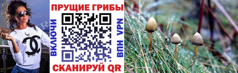 купить  сайты  Жуковский  Псилоцибиновые грибы Magic Shrooms 